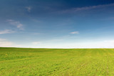 Fototapeta Do pokoju - green field of grass and blue sky with clouds