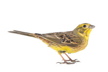 Yellowhammer, Emberiza Citrinella, Isolated On A White Background. Male.