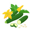 Zucchini with beautiful Squash blossoms and seeds isolated on white background. Vector botanical illustration of dark green courgette with awesome yellow flowers.
