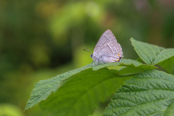 Wall Mural - Favonius quercus. Small butterfly.