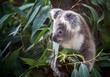 Koala eating eucalyptus leaves.