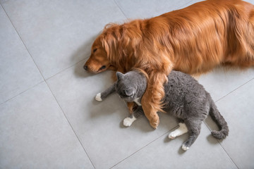 Wall Mural - British short-haired cats and golden retriever dogs get along amicably