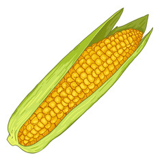 Wall Mural - Vector Cartoon Yellow Corn Cob