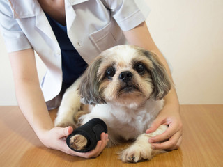 Female professional veterinarian check up old dog's front leg wrapped by bandage on wood table after surgery and treatment at veterinary hospital. Pet health care and medical concept.