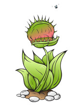 Venus Fly Trap Eat. Catches A Fly. Isolated White Background Creative High Quality Vector EPS 10