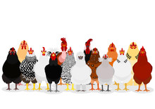 Various Chicken Group