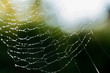 Spider web in morning dew, abstract image against green backdrop