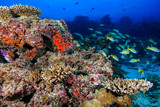 Fototapeta Do akwarium - Diving the Maldives