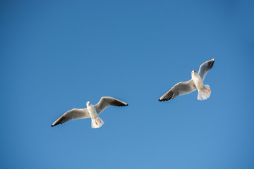 Pair of seagulls flying in blue a sky