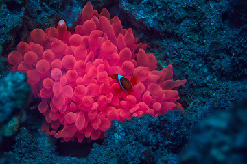 Canvas Print - clown fish coral reef / macro underwater scene, view of coral fish, underwater diving