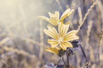 Wall Mural - Beautiful cichorium intybus flowers on n wild field in sunset light closeup. Flower of wild chicory endive. Soft focus nature background. Delicate pastel toned image. Copy space