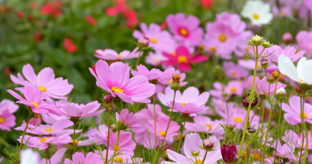 Canvas Print - Pink cosmos flower field