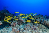 Fototapeta Do akwarium - Diving the Maldives
