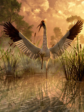 A Crane Spreads Its Wings And Strikes Out With Its Claw. This Birds Way Of Fighting Inspired A Form Of Kung Fu. It Stands In Shallow Reed Filled Water And Is Lit By The Setting Sun. 3D Illustration