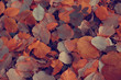 Leinwandbild Motiv fallen leaves background / autumn background yellow leaves fallen from a tree