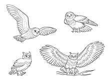 Owl Outline Free Stock Photo Public Domain Pictures