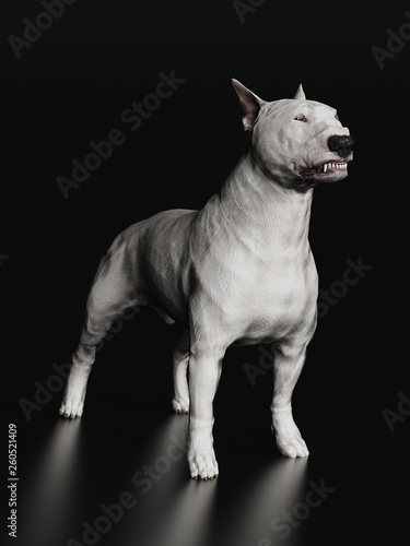 angry bull terrier