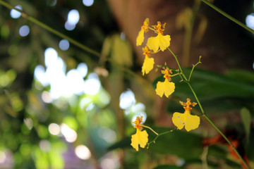 Orquídea com pétala perfurada