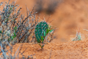 Canvas Print - prickly  pear 