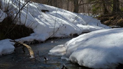 Wall Mural - spring creek flows in the forest. it is snowing, birds are singing.