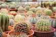 © Aisyaqilumar - Selected focused on a group of small and colourful cactus planted in small plastic pots. The cactus will be used as indoor decoration. Sale to the customer as income for farmers.
