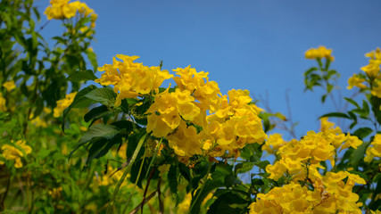 Floral spring background yellow beautiful flowers in blue sky of beautiful nature in sunny day .Spring flowers