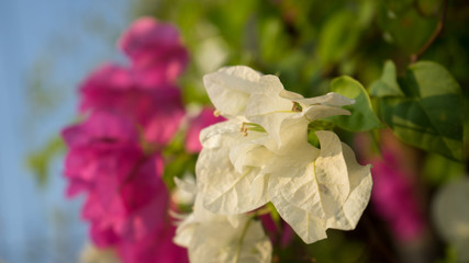 Wall Mural - Floral spring background pink and white  beautiful flowers of beautiful nature in sunny day .Spring flowers