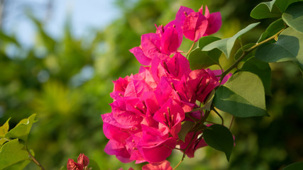 Wall Mural - Floral spring background pink beautiful flowers of beautiful nature in sunny day .Spring flowers