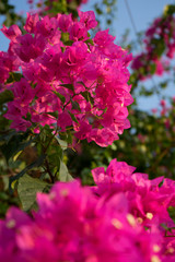 Wall Mural - Floral spring background pink beautiful flowers of beautiful nature in sunny day .Spring flowers