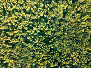 Wall Mural - Aerial photograph of a summer day on green foliage forest. Natural background. Environmental conservation concept