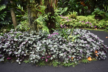 Blooming Plants in Jungle surrounded by green foliage after a light summer rain