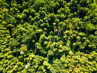 Wall Mural - Green natural foliage forest in summer sunny day. Aerial view from the drone. Natural background