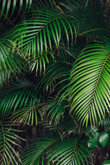 Fotoroleta natura dżungla drzewa sosna