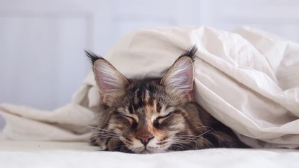 Wall Mural - young maine coon cat is in bed under white bed linen