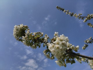 norcherry flowers