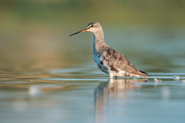 Canvas Print - Spotted Redshank (Tringa erythropus)