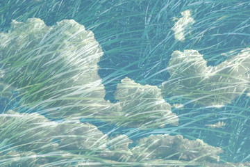 Wall Mural - abstract texture background clouds and grass double exposure