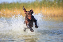Nice Portrait Of The Thoroughbred Hunting Dog German Shorthaired Pointer Brown Color. Funny Twisted Ears. Playful Muscle Pet Is Running On The Water Splashing It Around. Beautiful Sunny Summer Day.