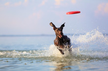 On The Beautiful Sunny Day At The Lake The Playful Dog Is Jumping From The Water. Splashes And Waves. Silhuoette Reflection. Funny Twisted Ears. Thoroughbred German Shorthaired Pointer.
