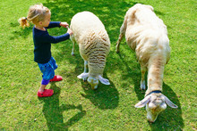 Child Cute Little Girl With Sheep On Pasture