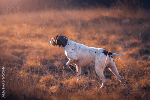 Photographie german shorthaired pointer hunting