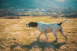© phili19 - german shorthaired pointer hunting