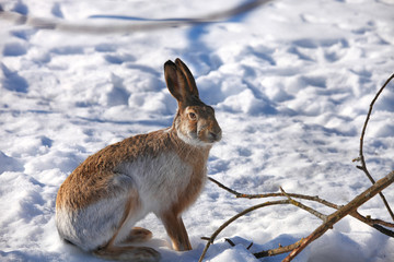 The hare sits on white snow in winter