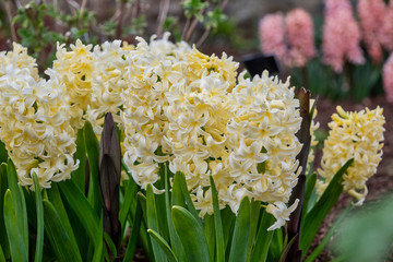 Yellow hyacinth flowers growing in a garden