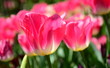 canvas print picture - Pinke Tulpen im Sonnenlicht