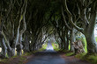 Dark Hedges Northern Ireland, Game of Thrones