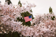 Usa Flag And Cherry Blossom Trees