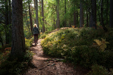 Woman Walking Through Forest With Sunflare
