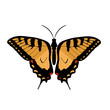 Mariposa Ataleofmoret Swallowtail