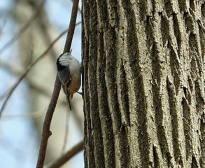 Canvas Print - White breasted nuthatch